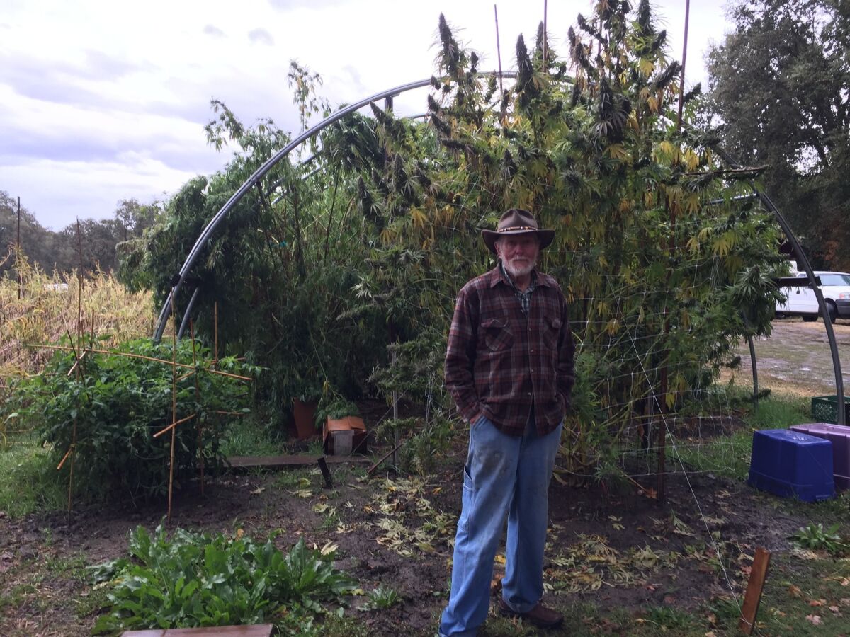 For perspective, John Cunnan stands in front of a neighbor's marijuana "trees" in Mendocino County.