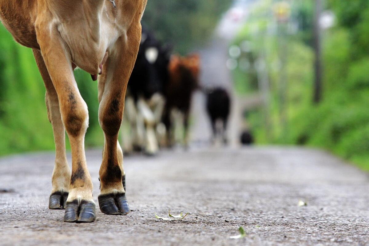 La carne roja y los lácteos tienen un impacto medioambiental muy grande.