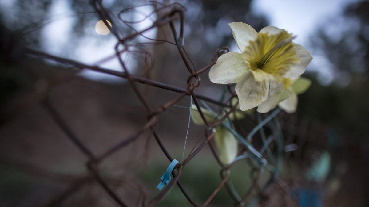 Faded silk flowers and ribbons are tied to a fence near where Bree'Anna Guzman's body was found alongside Riverside Drive in Los Angeles. (Brian van der Brug / Los Angeles Times)
