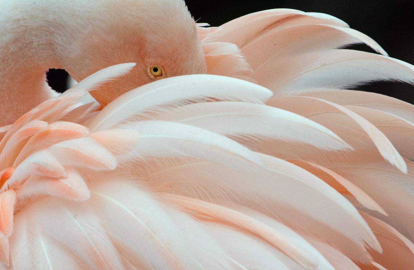 Peeking flamingo