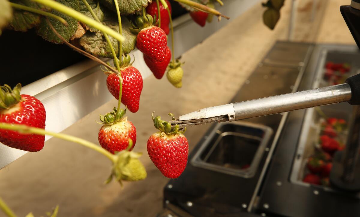 A metal clamp holds a strawberry by the stalk.