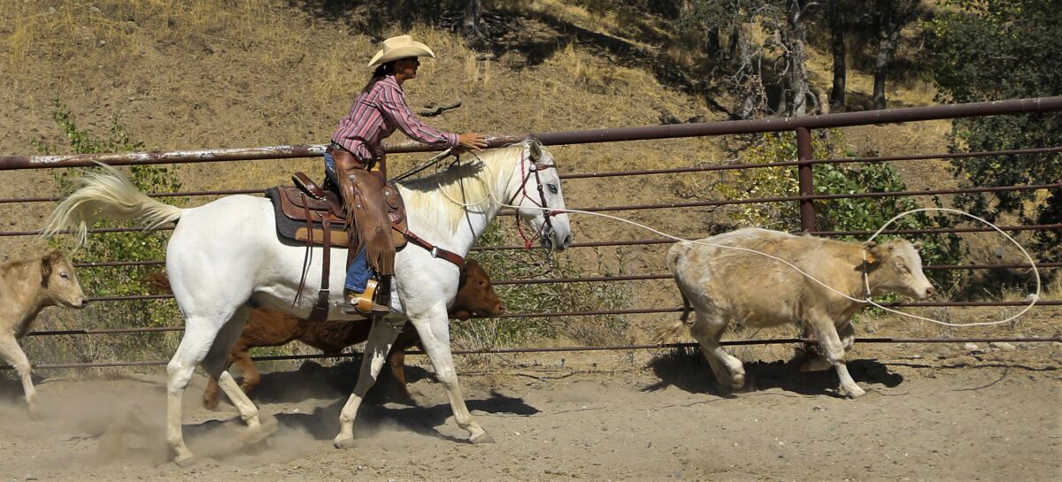 During the V6 Ranch's Cowboy Academy, riders get to test their roping skills on cattle in a corral.