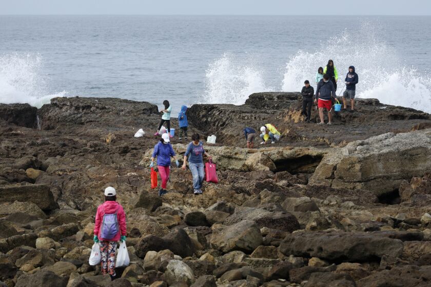 SAN PEDRO, CA - JULY 07: People scour the tidepools at White Point on Tuesday, July 7, 2020 in San Pedro, CA. Beginning about a month ago, scores of people began showing up and nearby residents complained that these excursions got out of hand after lockdown restrictions were lifted. (Myung J. Chun / Los Angeles Times)