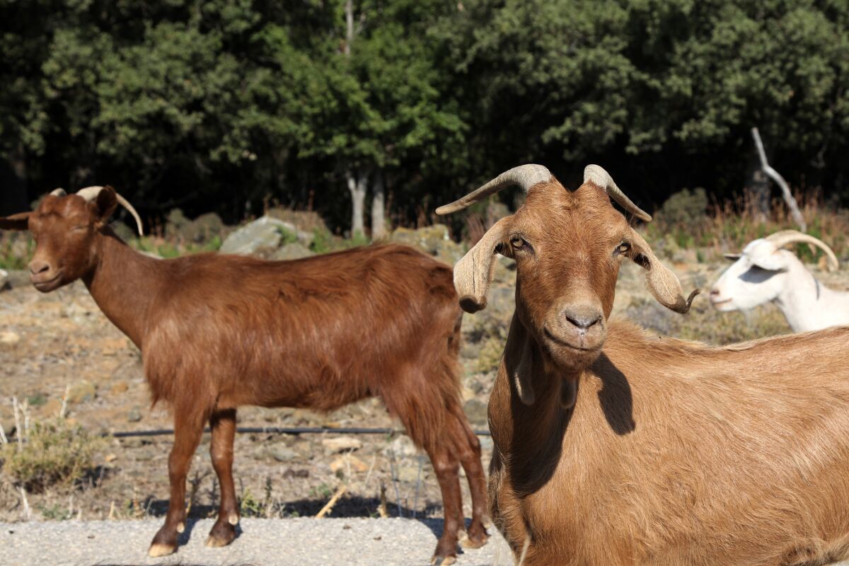 Goats walk along a road on the Greek island of Samothraki.