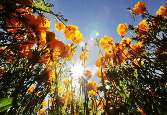 Orange poppy wildflowers are about 2-feet high in the hills and valleys of Santo Tomas in Baja, Mexico.