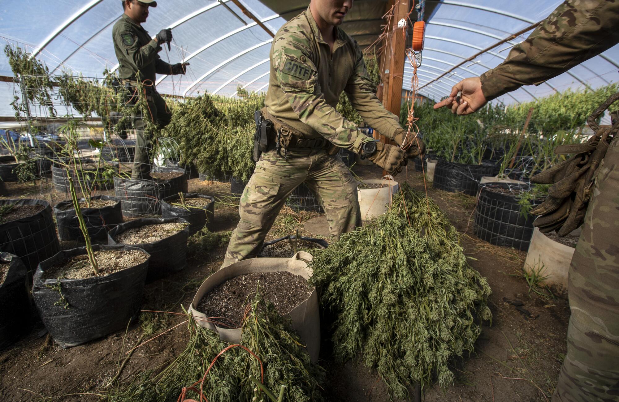 Siskiyou County marijuana task force members weigh cannabis plants 