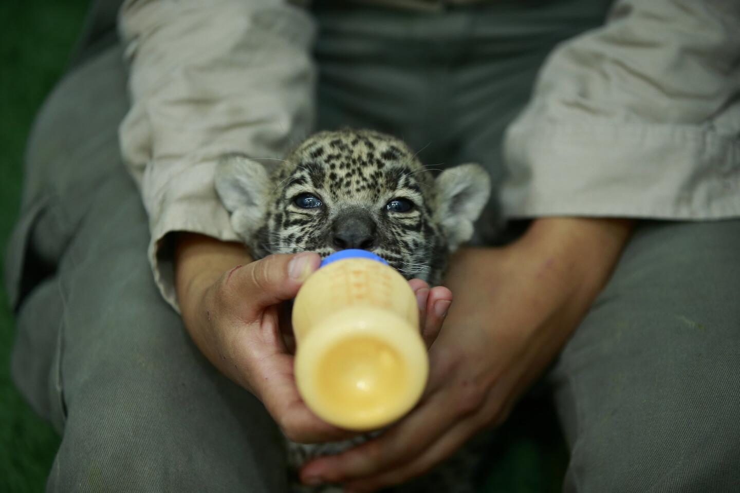 Cuidadores alimentan a uno de los dos ejemplares de jaguar nacidos en el Zoológico Reino Animal, en el municipio de Otumba, en el Estado de México (México).