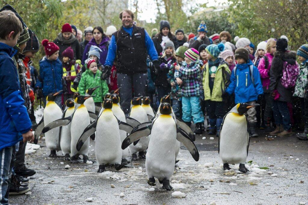 King penguins parade at the zoo in Zurich, Switzerland, in November 2013.