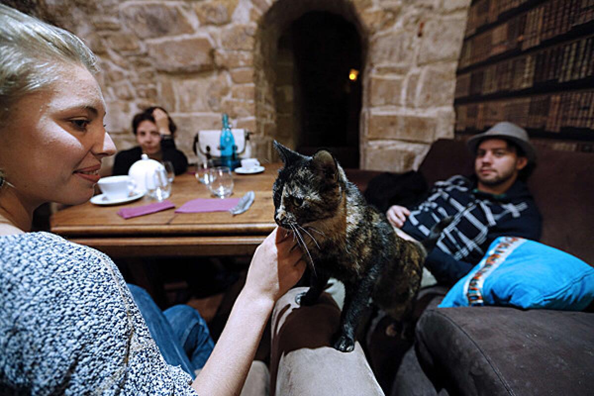 A cat is the center of attention at Cafe Des Chats in Paris, where customers can enjoy a drink while interacting with one of the in-residence felines.