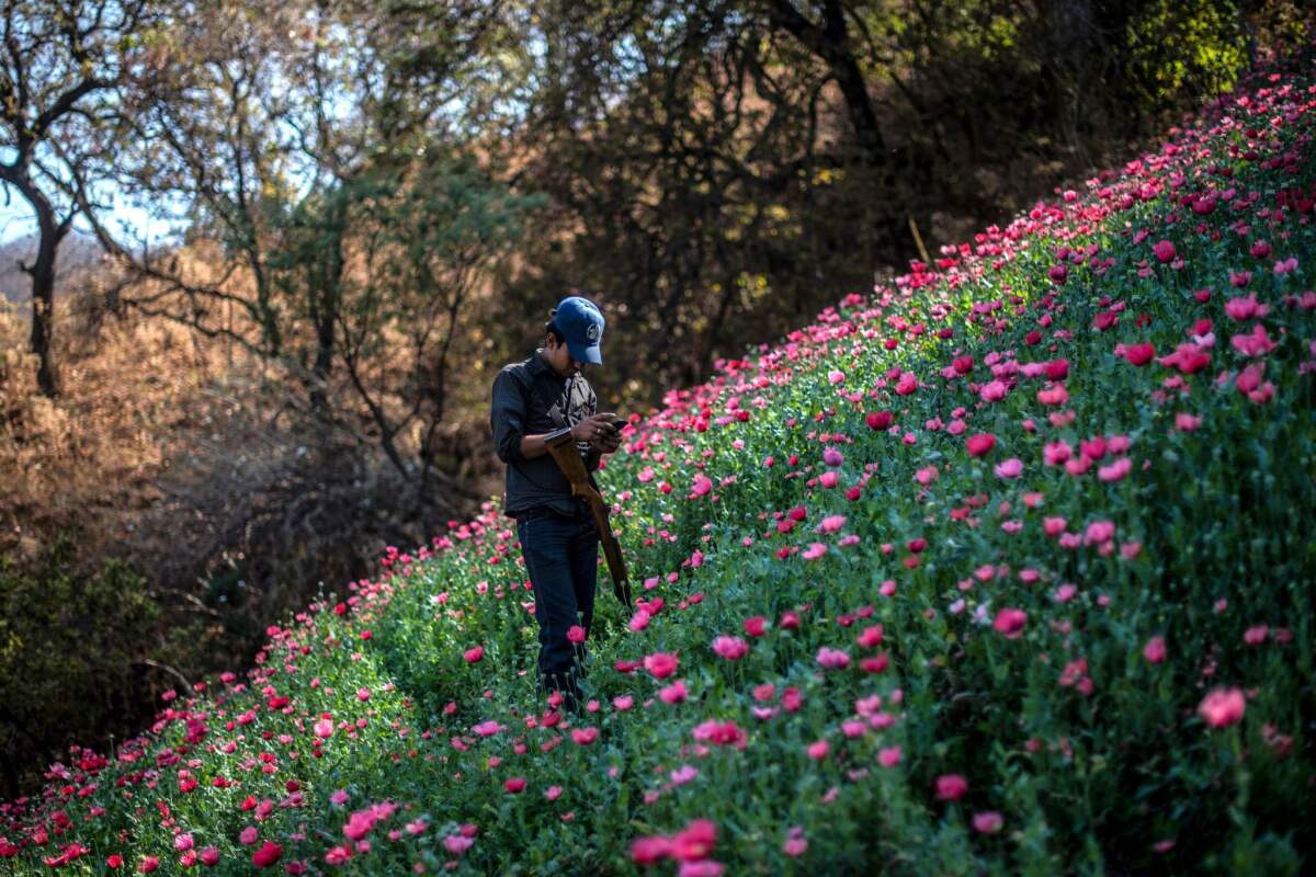 A Guerrero Community Police member looks at his mobile phone as he stands guard at an illegal poppy field, in Heliodoro Castillo, Guerrero state, Mexico.