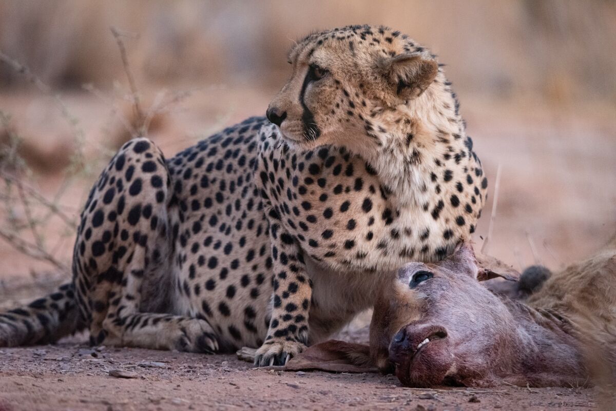 A cheetah preys on a calf in central Namibia.