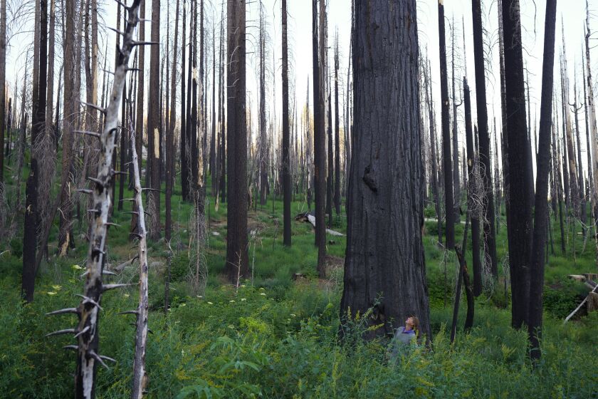 Sierra National Forest, CA - July 06: At Nelder Grove on Tuesday, July 6, 2021 in Sierra National Forest, CA., Chad Hanson Forest and Fire Ecologist with John Muir Project stands in section that previously burned in a high intensity fire back during the Railroad Fire (which began on Aug. 29, 2017) and points out hundreds of Giant Sequoia regenerations in the area. (Nelvin C. Cepeda / The San Diego Union-Tribune)