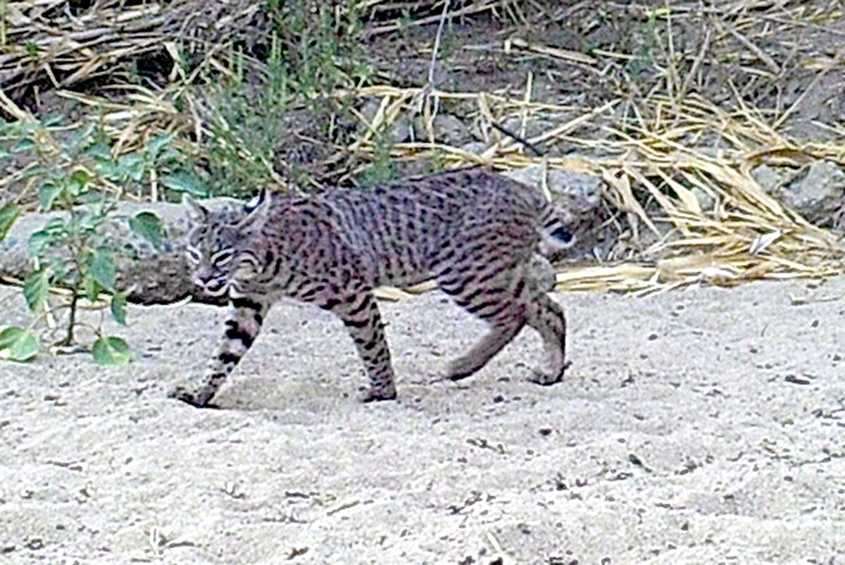 A bobcat caught on a trail camera at the San Dieguito River Conservancy's Fenton property in San Pasqual Valley. 