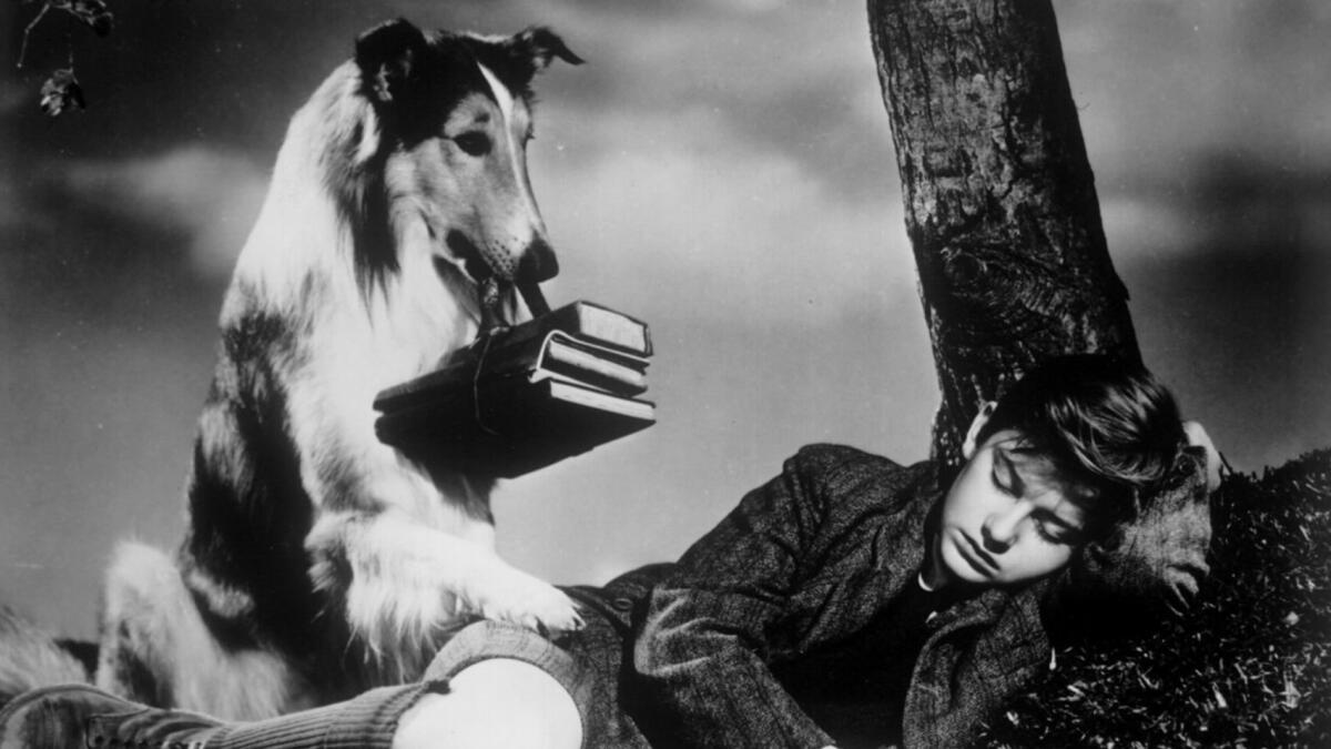 Pal starred with Roddy McDowall in "Lassie Come Home" in 1943.