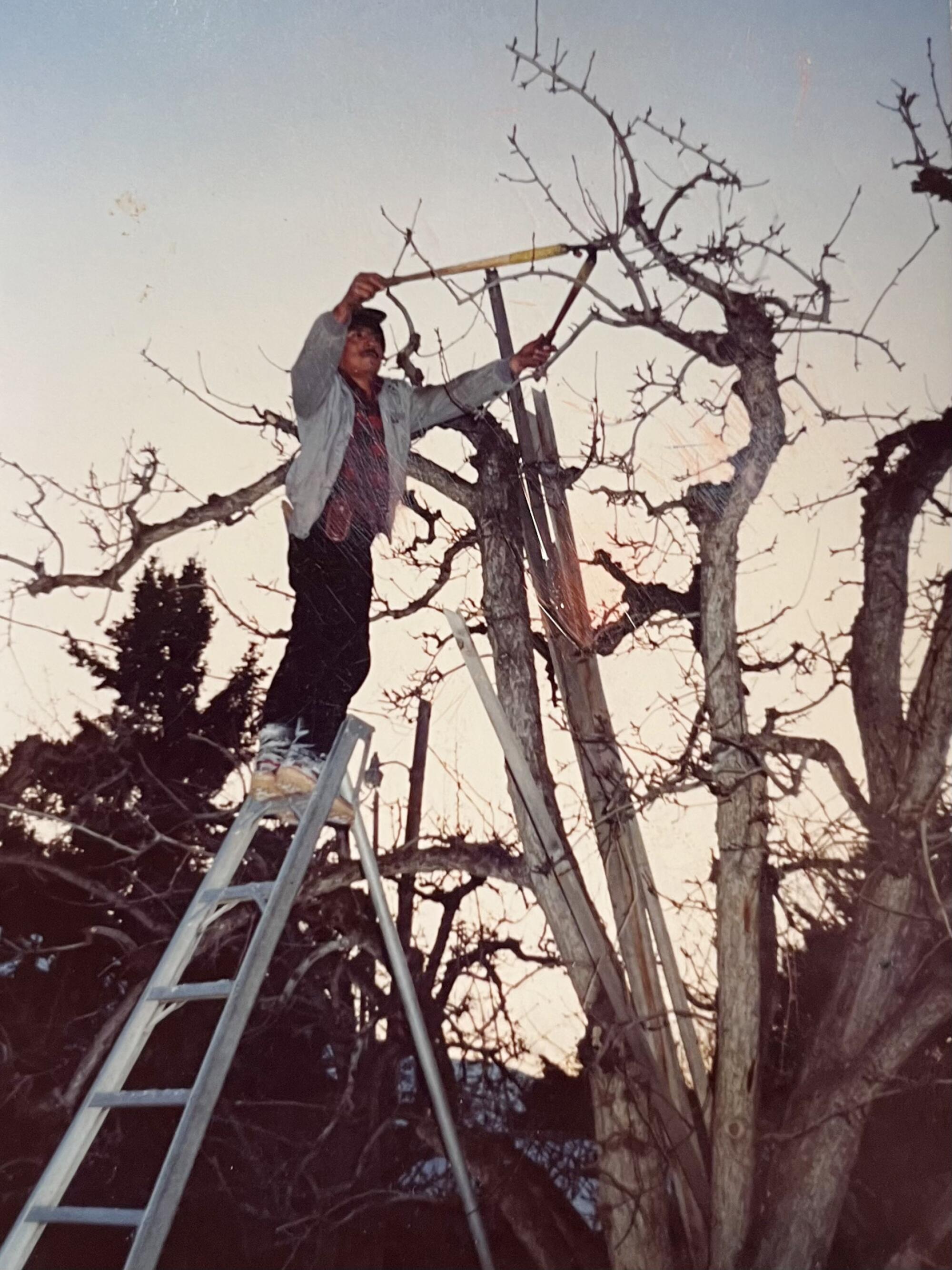 A man on a ladder, using long-handled pruners on bare tree branches