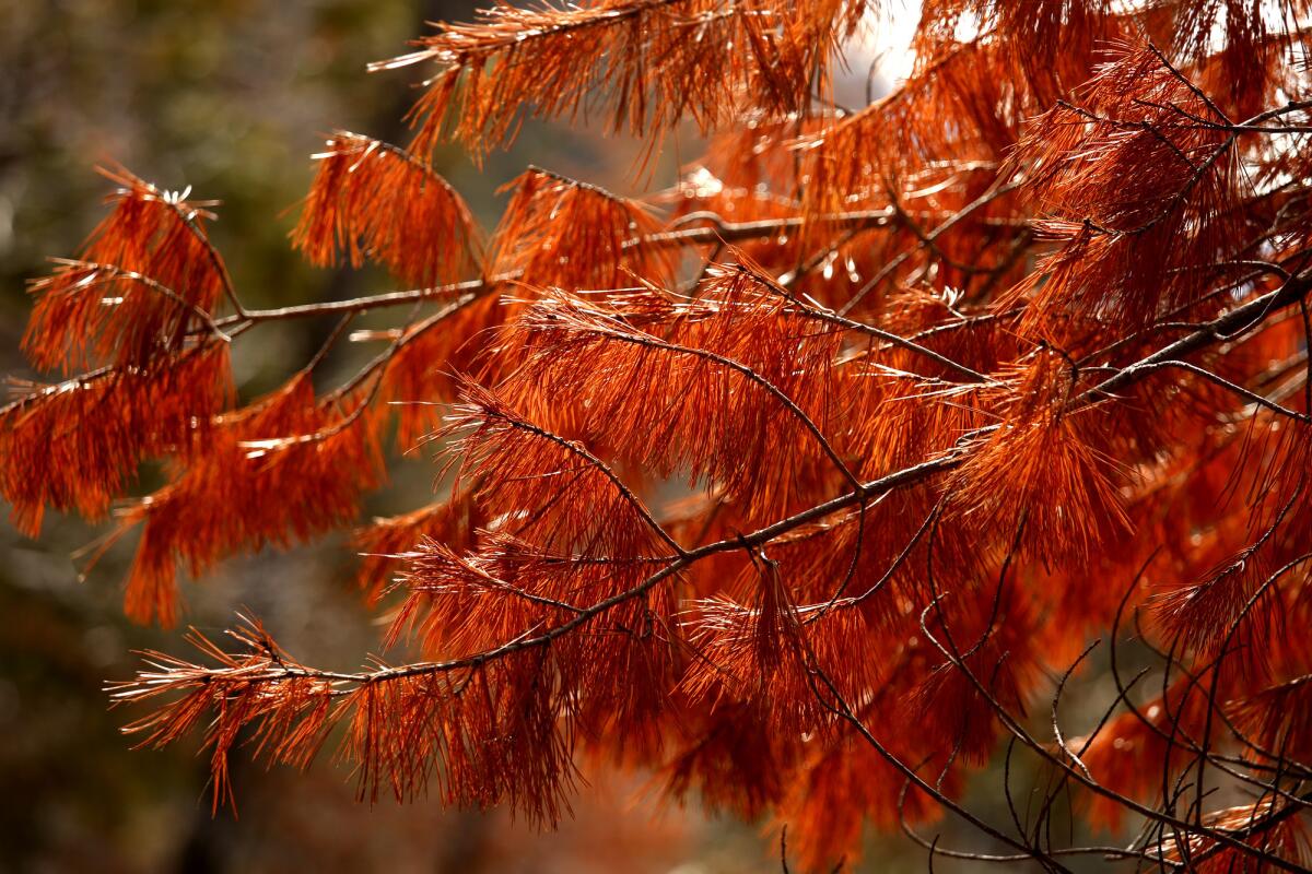 The needles of a dead sugar pine tree have gone from green to orange in Sequoia National Park.