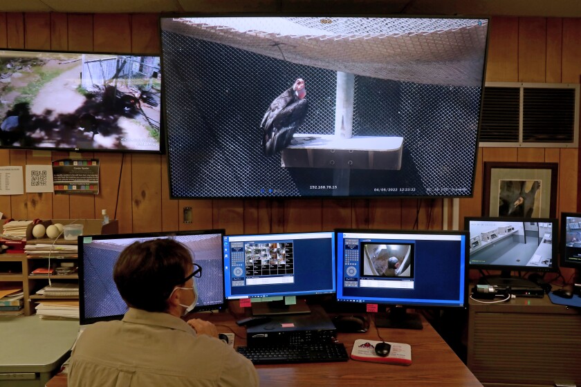 Mike Clark observes Tama, a breeding female condor, on a monitor in the California Condor Recovery Program at the LA Zoo