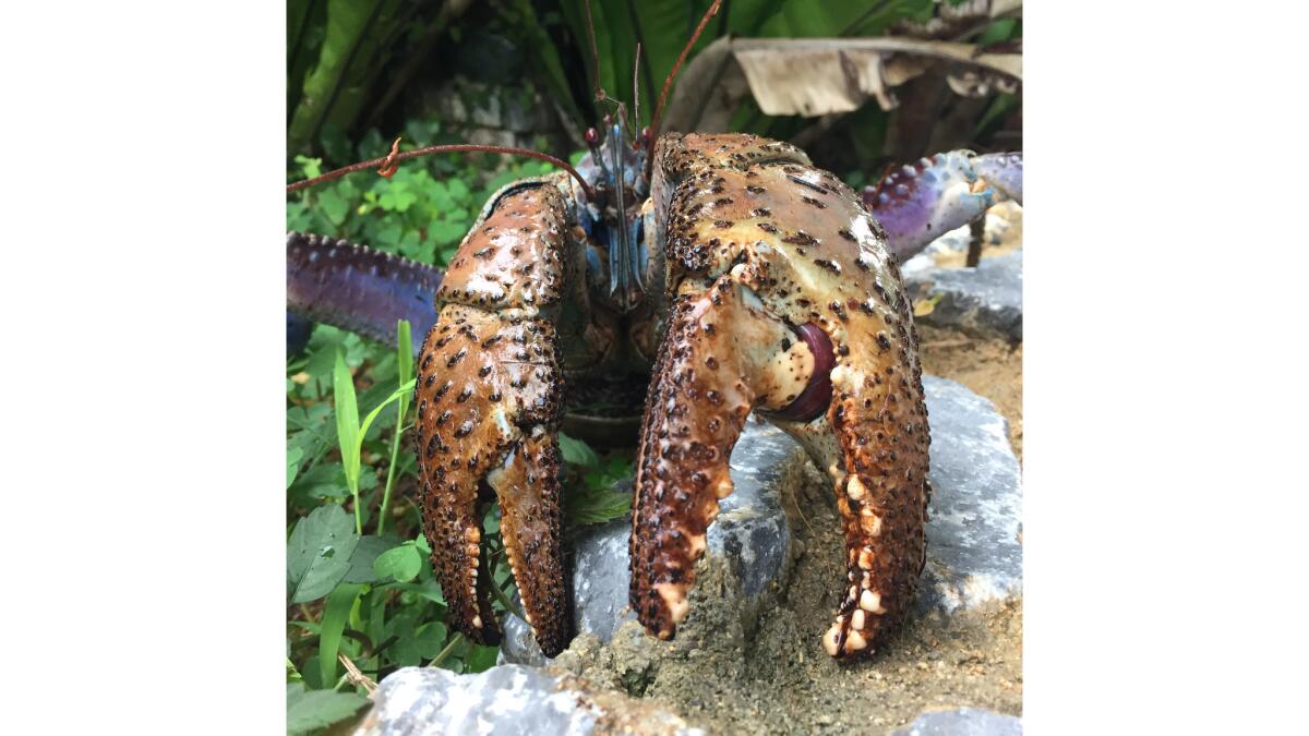 Don't mess with the coconut crab, one of the strongest pinchers on land -  Los Angeles Times
