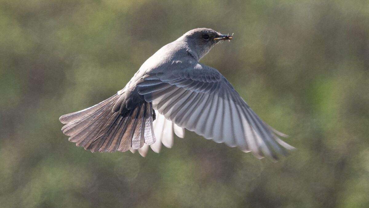 Say’s phoebe in flight with an insect in its beak, taken at Kendall Frost Marsh.