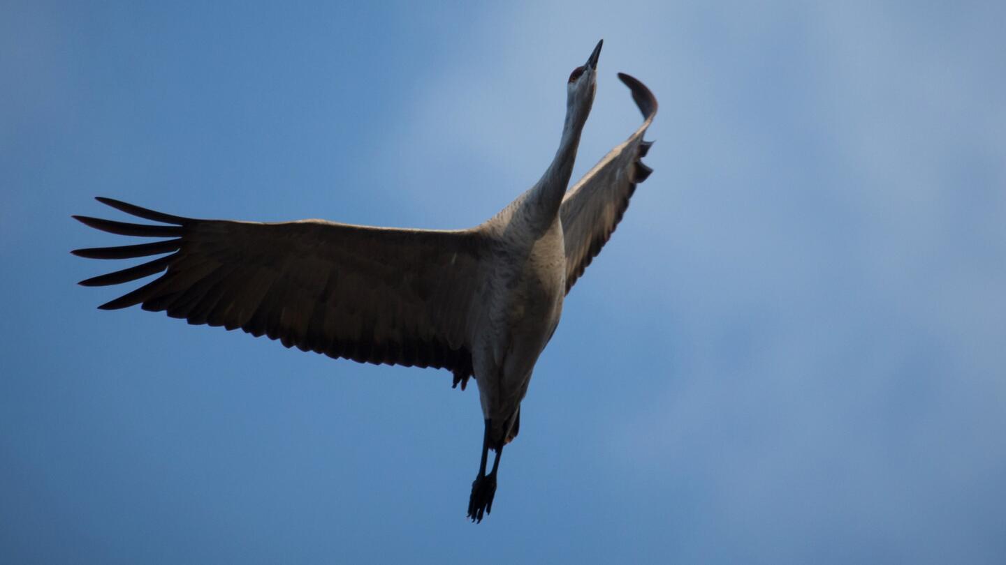 Sandhill cranes migration