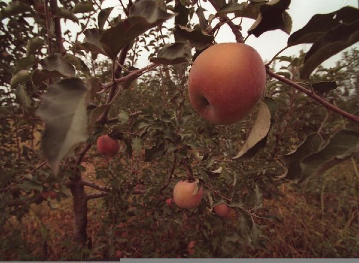 A new study argues that climate change has altered the taste and texture of Japanese apples over the last 40 years, although consumers may not perceive these changes.