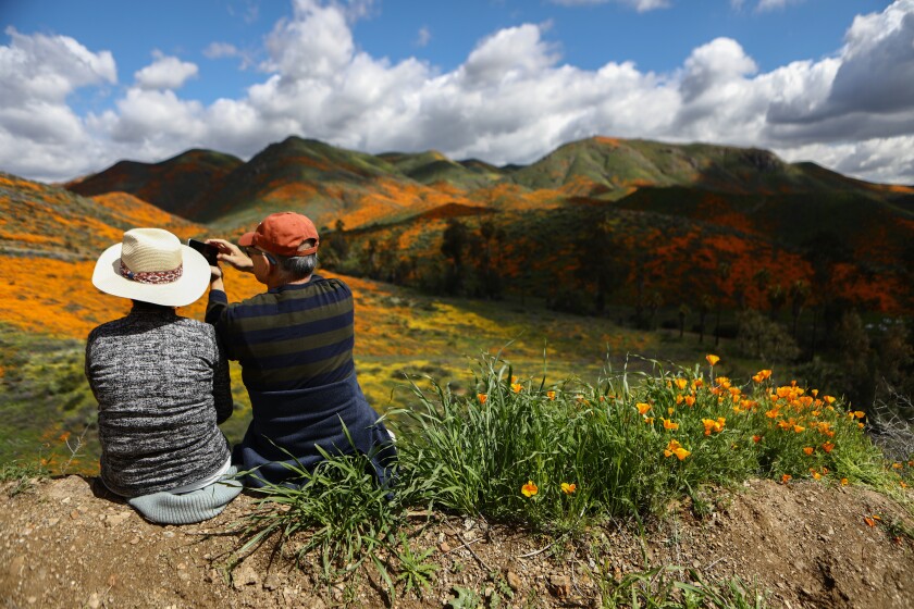 California poppies helped make 2019's wildflower season one for the books. Lack of winter rains means a 2020 superbloom isn't in the cards.