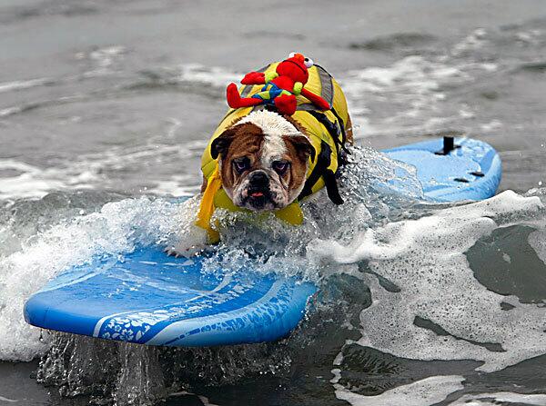 Surf City Surf Dog