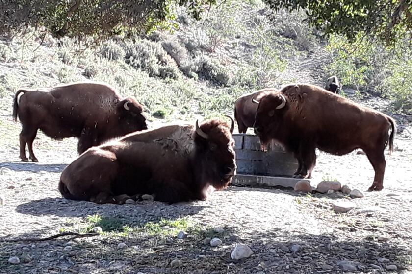 Three bison are around a trough. 