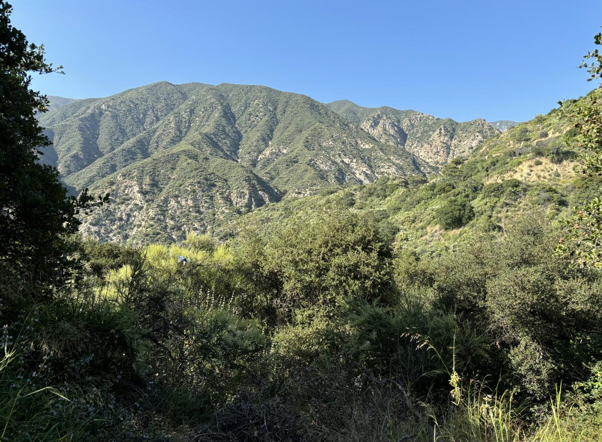 A view of the San Gabriel Mountains, on the trail to Millard Canyon Falls.