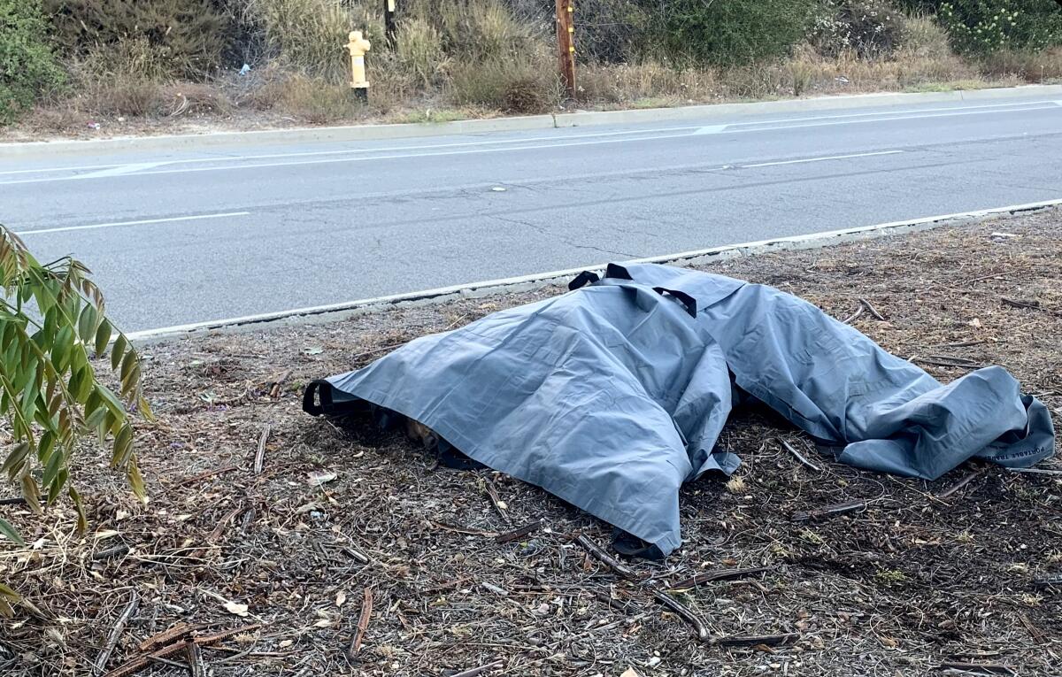 A tarp covers a bear that was killed crossing a street.
