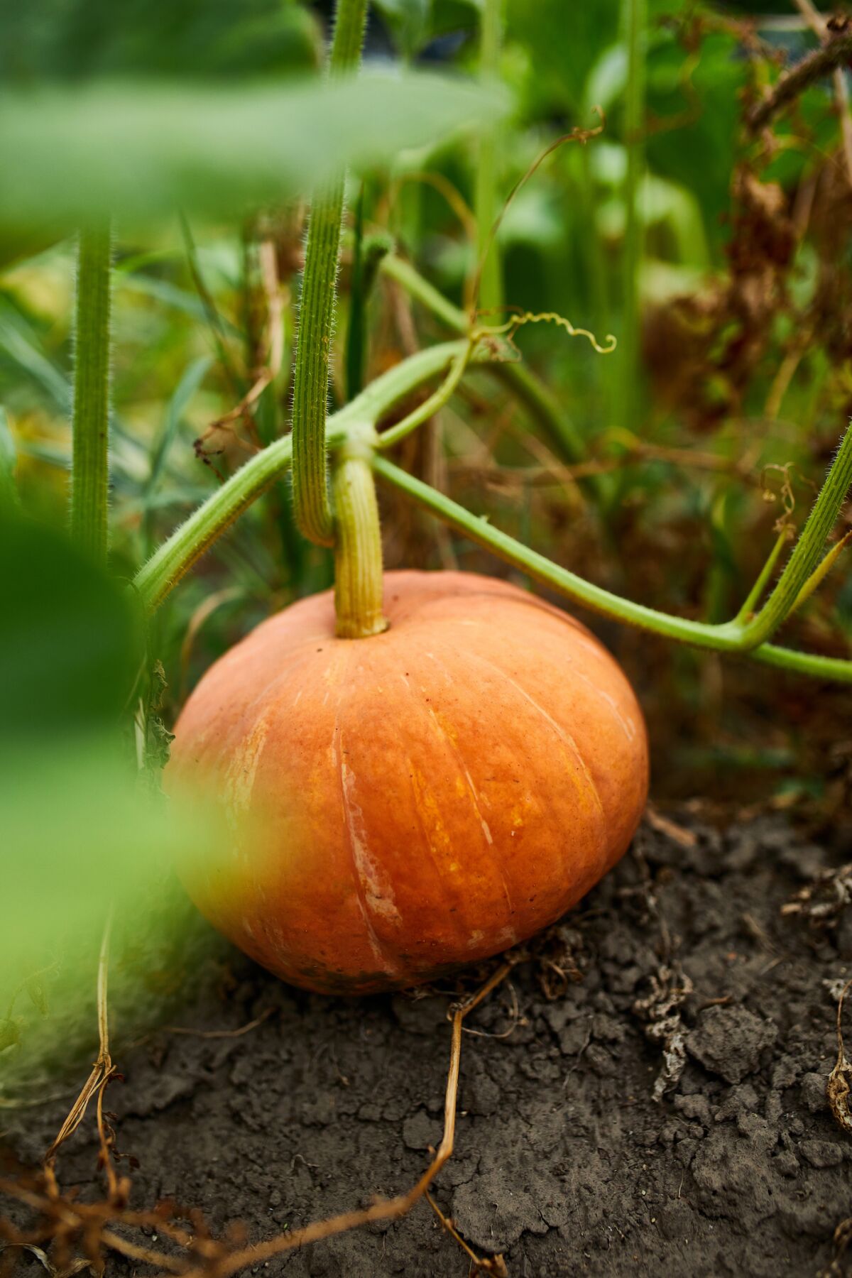 Pumpkins may be ready for harvest when stems turn brown and start to pull away from the fruit.
