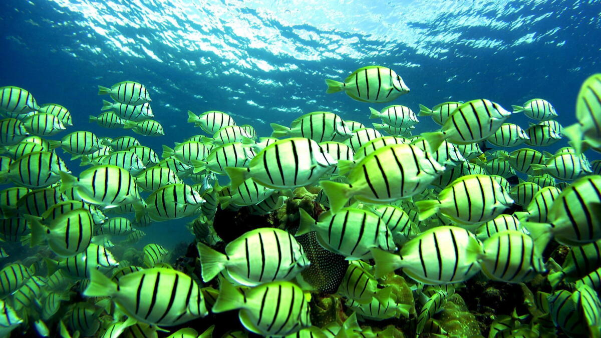 Places in Hawaii where fragile coral reefs make for great snorkeling - Los Angeles Times