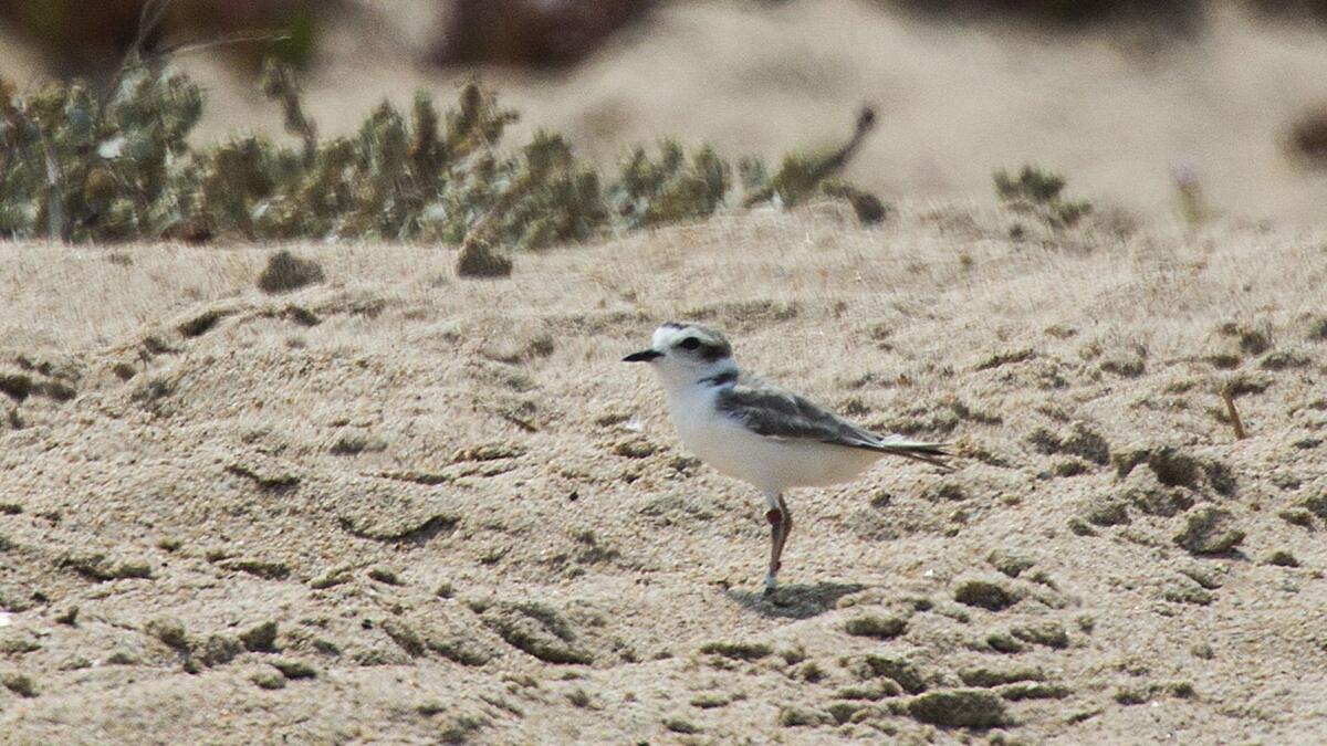 A western snowy plover.