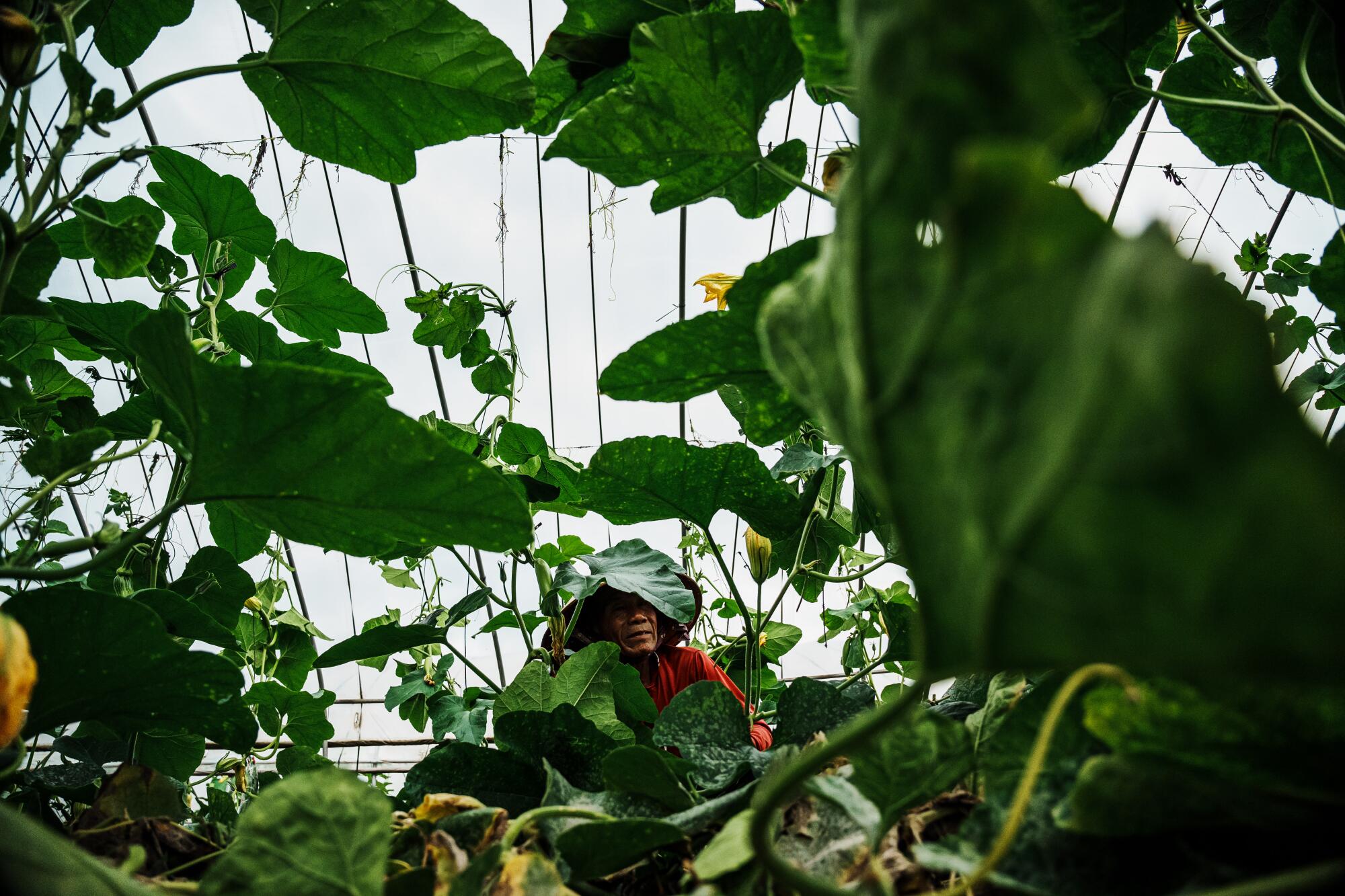 Workers in a greenhouse 