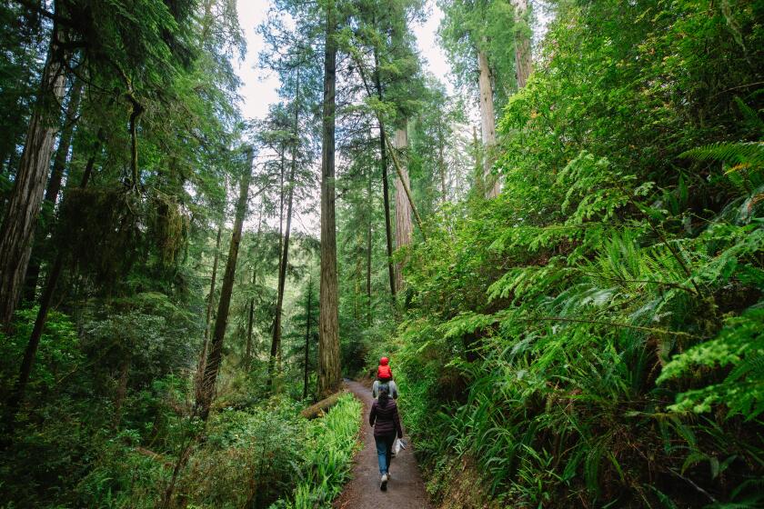 CRESCENT CITY, CA - JUNE 12: A family walks on Mill Creek Trail in Jedediah Smith Redwoods State Park in Crescent City. The trail leads to the park's Grove of Titans which is home to ancient redwoods known for their size and age. Photographed at Jedediah Smith Redwoods State Park on Sunday, June 12, 2022 in Crescent City, CA. (Myung J. Chun / Los Angeles Times)