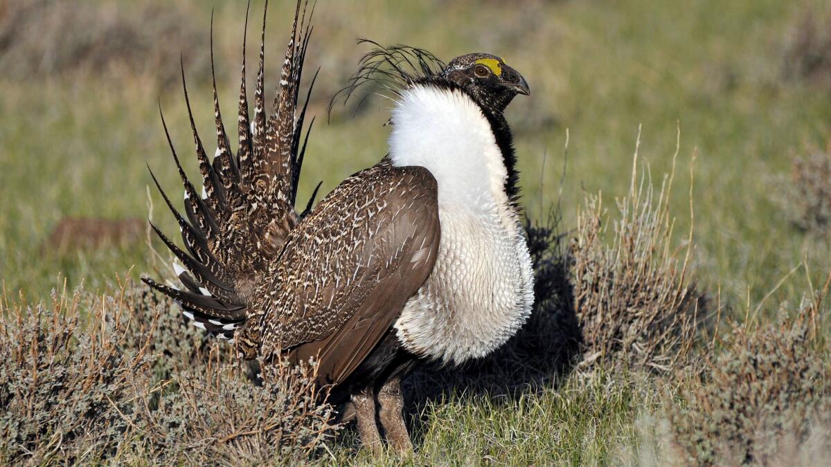 Sage grouse are best-known for their mating rituals. Male sage grouse fan their spiked head feathers, hoist their wings and puff out their chests to try to catch the eye of females.