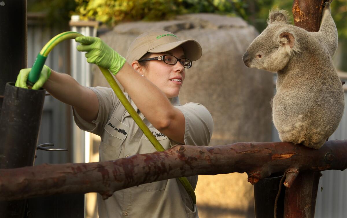 At the San Diego Zoo's Australian Outback exhibit, koala keeper Lindsay King fills water containers and provides eucalyptus.