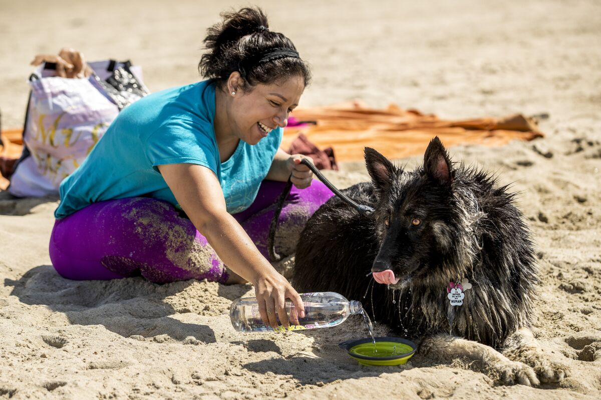 LONG BEACH, CA - SEPTEMBER 13, 2021: Maria Jackson, 34, of Pico Rivera, gives some water to her dog Teddy, a 3 year old german shepherd, during a visit to Rosie's Dog Beach in Long Beach, the only beach in L.A. county that allows dogs. (Mel Melcon / Los Angeles Times)