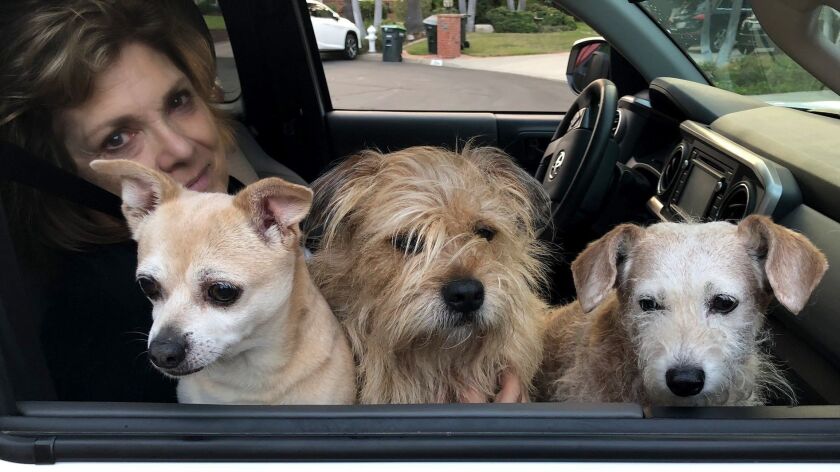Clare Carroll of Newport Beach and her three dogs, from left, Opal, Oscar and Clover, are leaving town for the Fourth of July to protect the dogs from being frightened by fireworks.