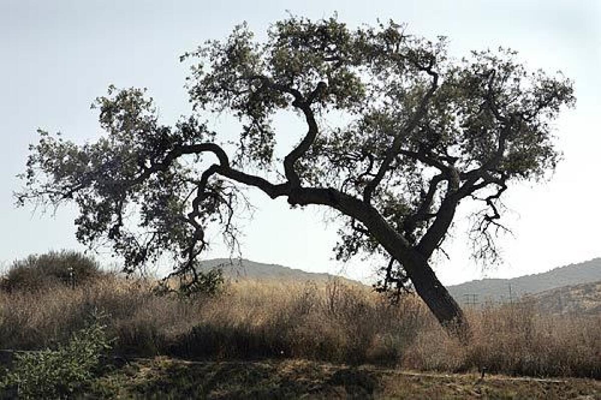An oak tree in Thousand Oaks, Calif.