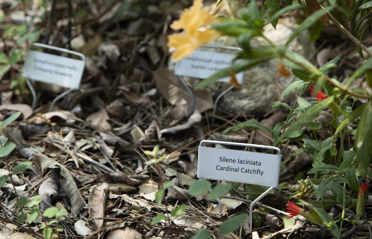 Name tags identify the native plants in a garden.