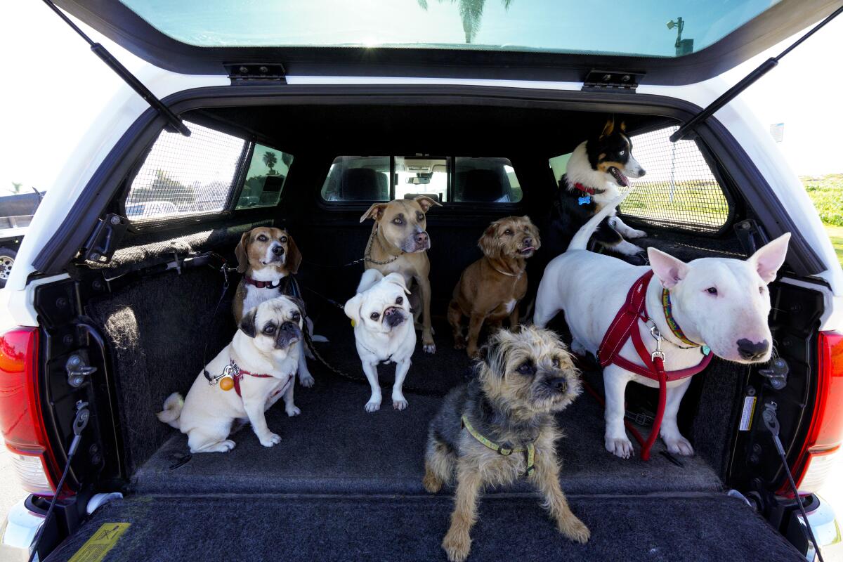 Bradshaw gets ready to drive to the beach with eight dogs in the back, plus two in the cab.