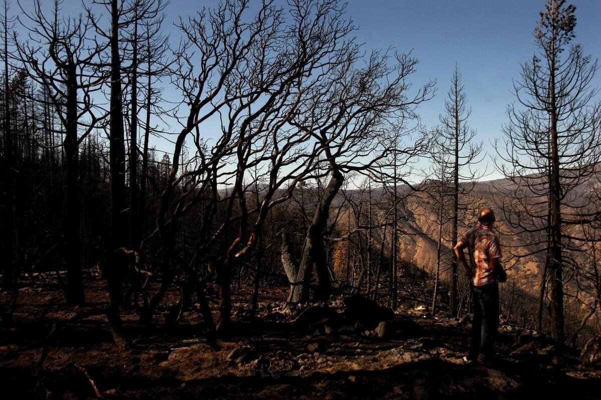Science and Policy Analyst William Sears, with the Hetch Hetchy Regional Water System, looks down on the Tuolumne River while standing among trees that were charred by the Rim fire in the Stanislaus National Forest.