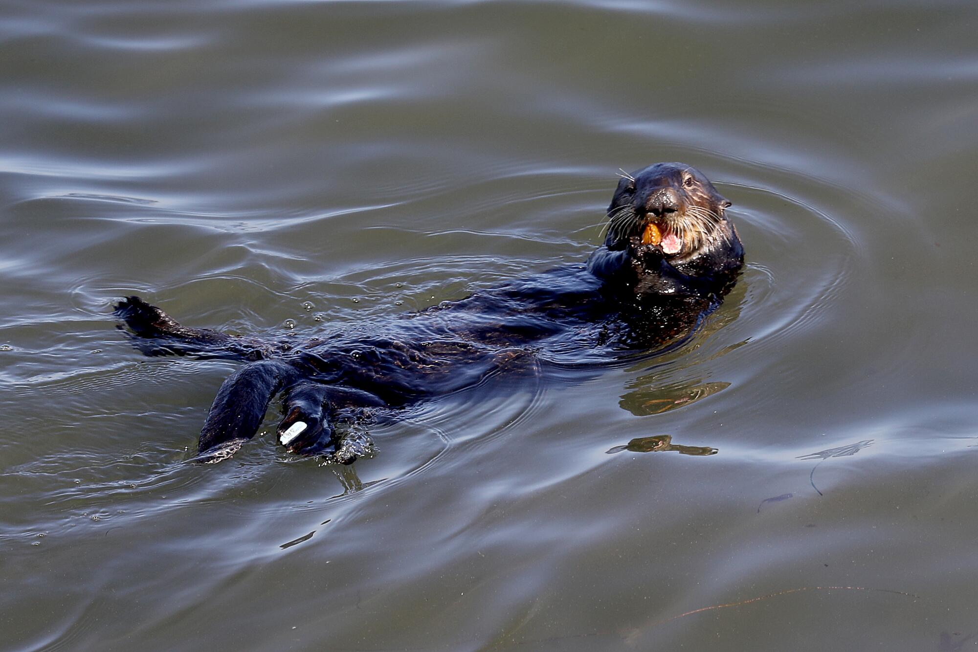 A sea otter gnaws on a shellfish as it floats on its back
