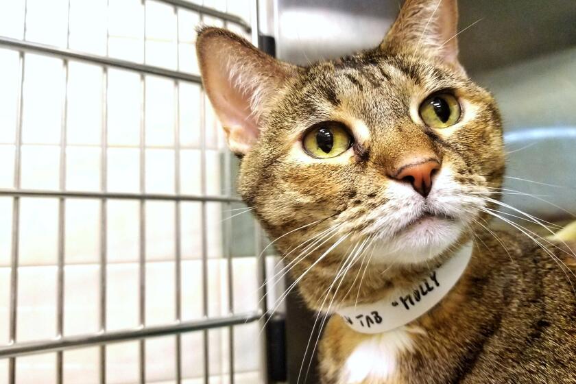 Molly (A487677) Friendly, loving, and happy – do these sound like three adjectives you need in your life? Then come meet Molly! This beautiful tabby was brought in to the shelter after her owner died and no one else in the family could take her in. She’s only three years old and would love to find her forever home for the new year. If you’re looking for an all-around great cat, Molly is ready to wow you! The adoption fee for cats is $90. All cats are spayed or neutered, microchipped, and vaccinated before being adopted. New adopters will receive a complimentary health-and-wellness exam from VCA Animal Hospitals, as well as a goody bag filled with information about how to care for your pet. View photos of adoptable pets at pasadenahumane.org. Adoption hours are 11 a.m. to 4 p.m. Sunday; 9 a.m. to 5 p.m. Tuesday through Friday; and 9 a.m. to 4 p.m. Saturday. Pets may not be available for adoption and cannot be held for potential adopters by phone calls or email.