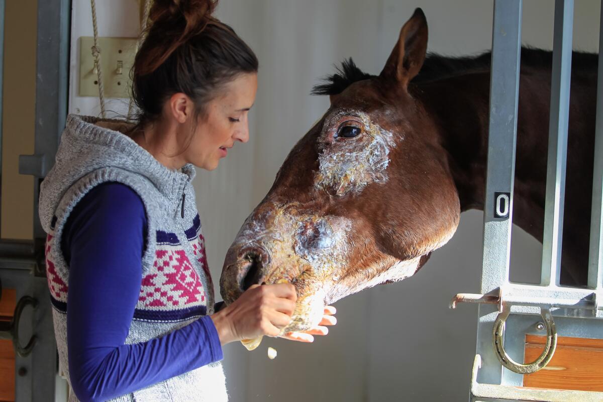 Veterinarian Korin Potenza feeds a banana to Conquest Typhoon, a horse that was burned during the Lilac fire at the San Luis Rey Training Center.