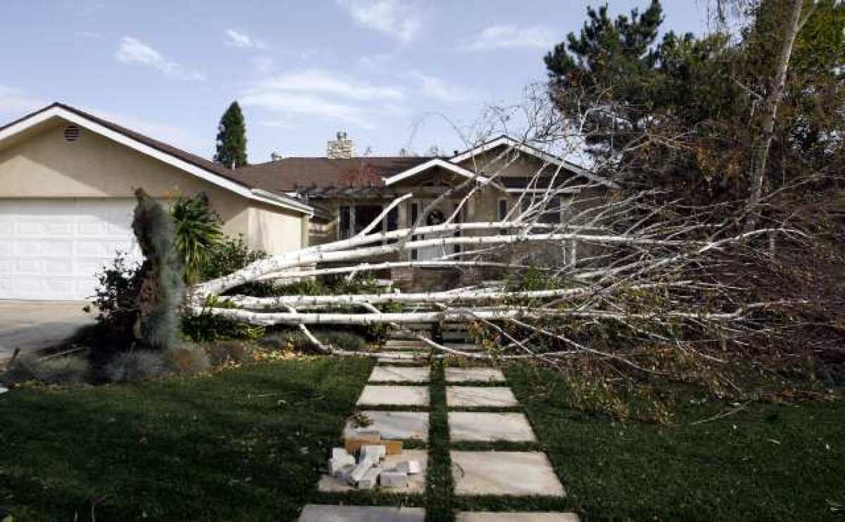 A tree fell across the front yard at 4916 Indianola in La Canada Flintridge on Thursday, December 1, 2011. Strong winds caused damage throughout the area.