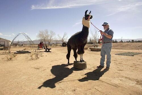 Ken Sutton, a retired former plumber, trains a llama on his 761/27-acre Apple Valley spread.