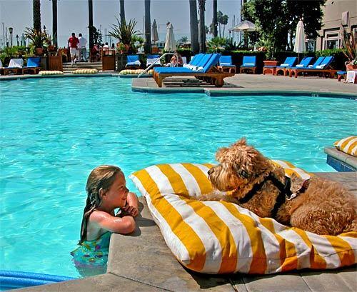 Extremely pet-friendly, the Ritz-Carlton even allows Darby by the pool.
