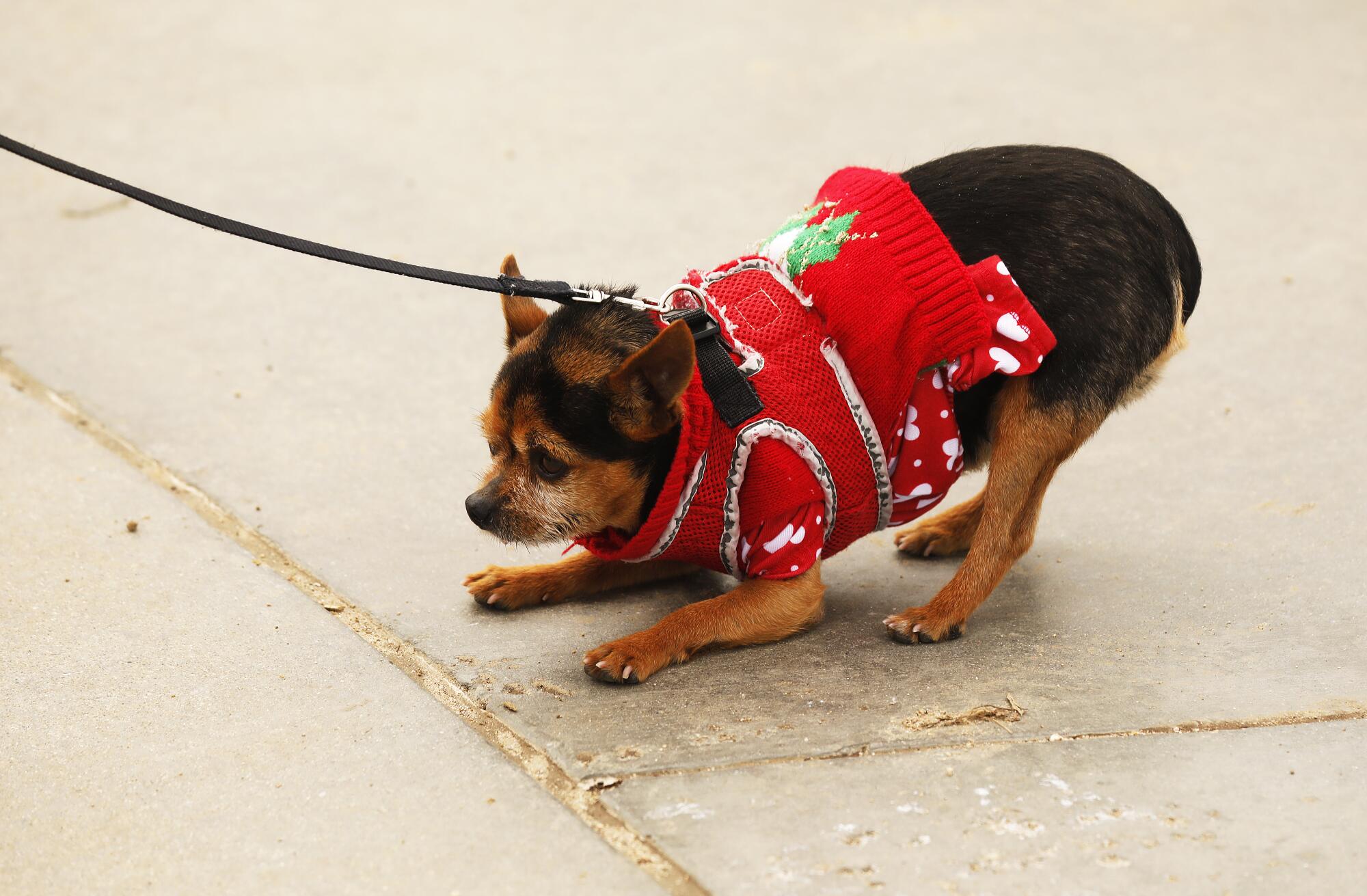 A dog on a leash, wearing a sweater 